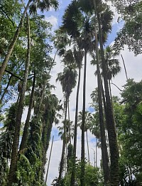 คำชะโนด